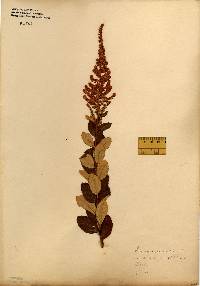 Spiraea tomentosa image