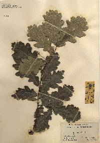 Quercus robur image