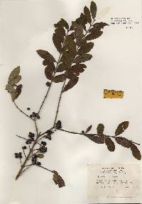 Image of Ligustrum vulgare