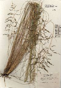 Image of Eragrostis curvula