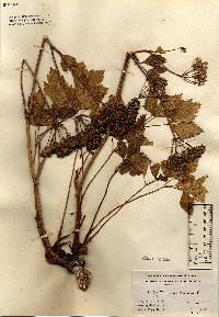 Ligusticum scothicum image
