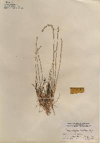 Myriophyllum tenellum image