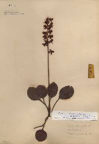 Pyrola americana image