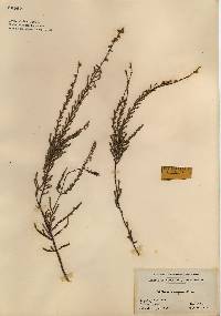 Calluna vulgaris image