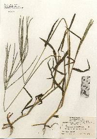 Digitaria sanguinalis image