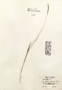 Distichlis spicata image