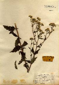 Image of Eupatorium pilosum