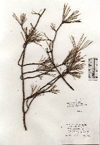 Image of Pinus sylvestris