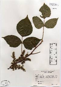 Toxicodendron radicans image