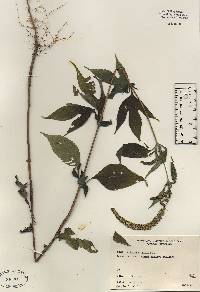 Image of Ambrosia trifida