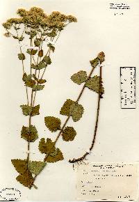 Image of Eupatorium rotundifolium