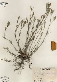 Image of Dianthus armeria