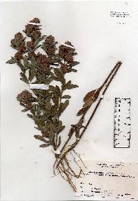 Image of Lespedeza capitata