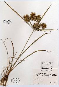 Cyperus strigosus image