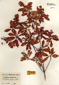 Enkianthus campanulatus image