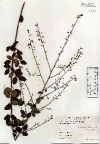 Image of Desmodium marilandicum