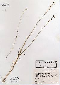 Image of Nuttallanthus canadensis