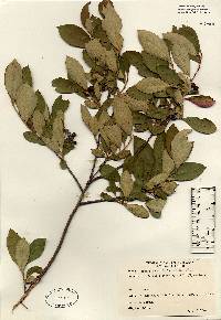 Image of Photinia pyrifolia