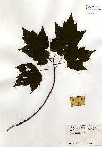 Acer rubrum image