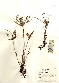 Image of Cyperus microiria