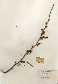 Hamamelis virginiana image