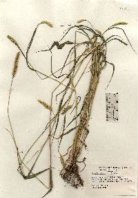 Setaria viridis image