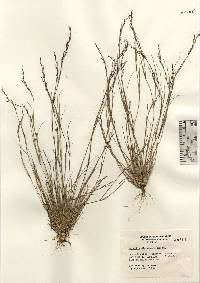 Aristida dichotoma var. dichotoma image