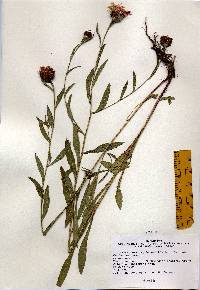 Image of Centaurea jacea