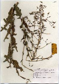 Image of Lactuca serriola