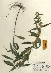 Solidago caesia image