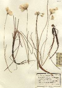 Image of Eriophorum viridicarinatum