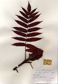 Rhus typhina image