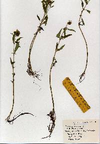 Bidens cernua image