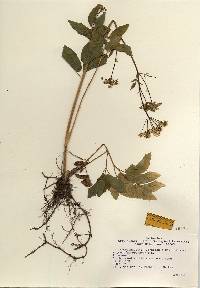 Image of Aegopodium podagraria