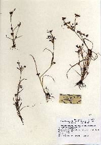 Image of Rhynchospora scirpoides