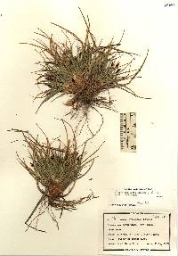 Carex tonsa var. rugosperma image