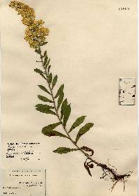 Solidago nemoralis image