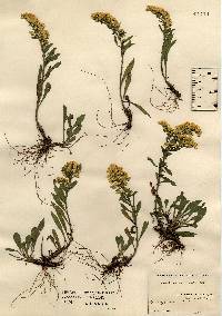 Solidago nemoralis image