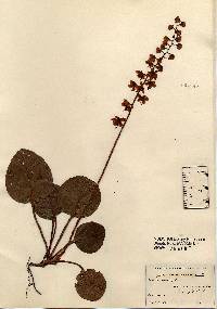 Pyrola americana image