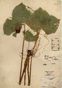 Image of Trillium cernuum