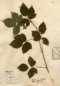 Rubus allegheniensis image