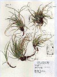 Image of Carex tonsa