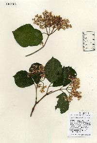 Image of Viburnum dilatatum
