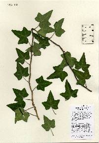 Hedera hibernica image