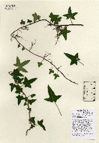 Hedera helix image