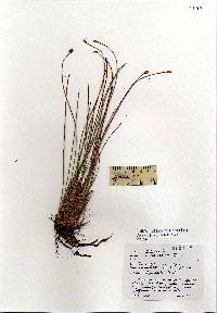 Eleocharis melanocarpa image