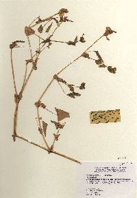 Image of Persicaria perfoliata