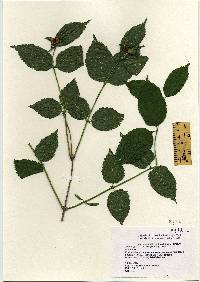 Rhodotypos scandens image