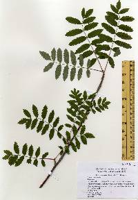 Image of Sorbus aucuparia