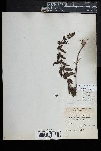 Image of Agalinis auriculata